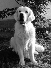 Timeless Golden Anny Mae 2001-2015